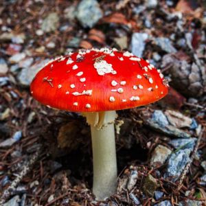 Entgiftungstherapie Fliegenpilz